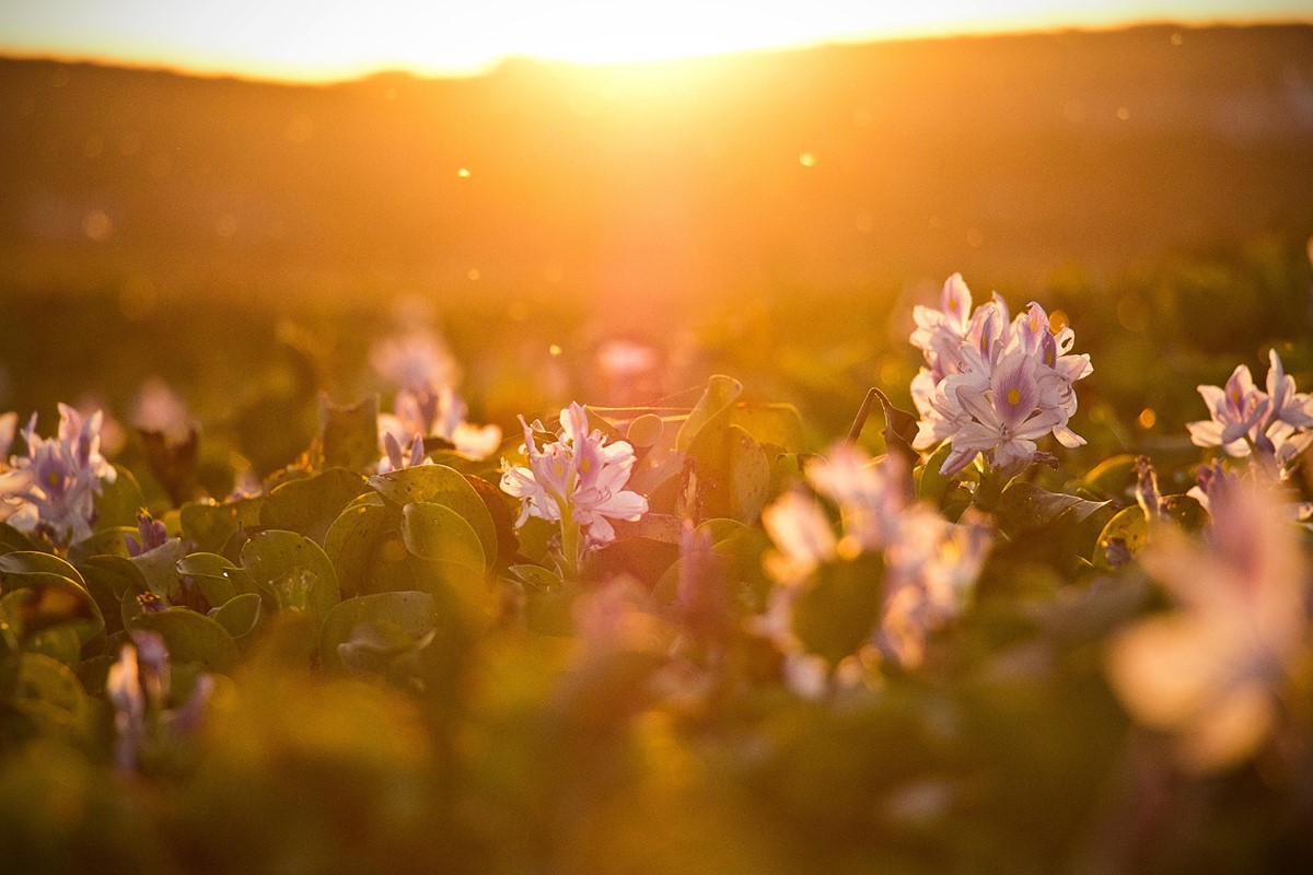 field of flower in sunrise